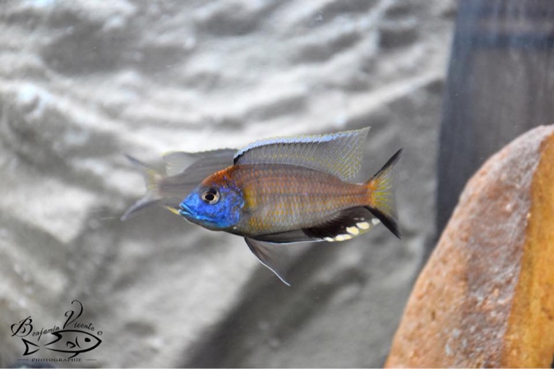 Nyassachromis prostoma 'Gome'